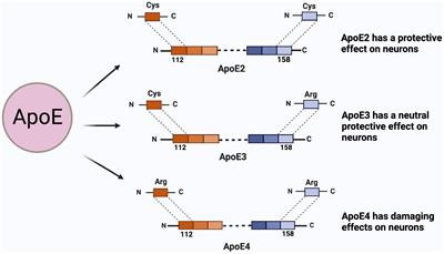 独特な クリプトン様 antigen E1261 E1287 Tonic-signaling - tool